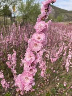 珍珠李花苗 粉花重瓣麦李树苗耐寒耐热庭院花苗地栽盆栽当年开花