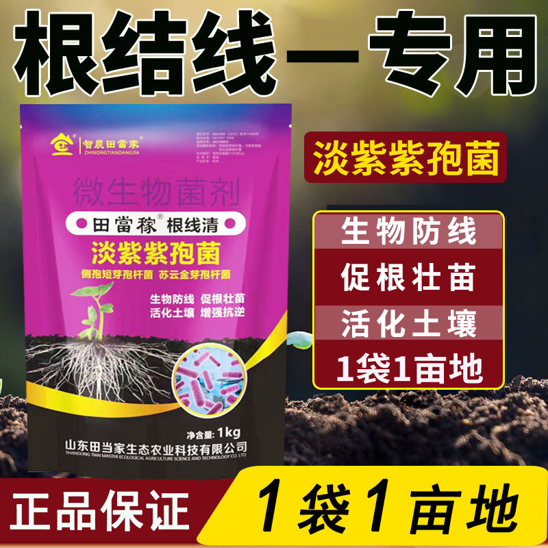 淡紫紫孢菌根结线虫根瘤专用药