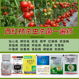 西红柿专用药番茄杀菌套餐灰霉病早晚疫病青枯枯萎杀菌剂农药组合
