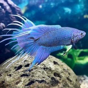 中国斗鱼游龙无纹蓝帝王蓝活体活鱼淡水冷水好养免加温加氧小金鱼