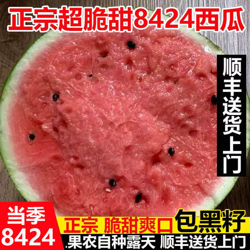上海发货8424西瓜脆甜