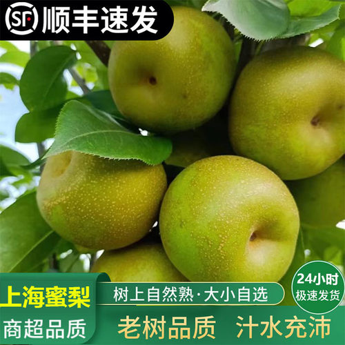 【上海蜜梨热销榜推荐】顺丰包邮