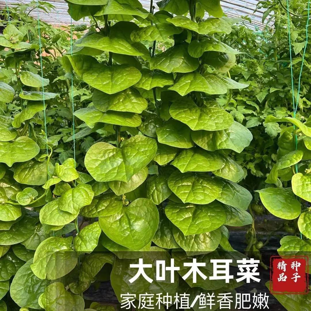 大叶木耳菜种子苗子四季盆栽爬藤多茬采收蔬菜籽简单优质田园庭院