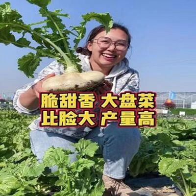 白玉盘菜种籽温州盘菜头可腌制高丽菜芥菜种子农家秋蔬菜