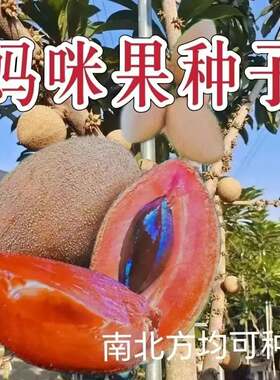 【妈咪果种子】马加纳妈咪种子四季全国种植盆栽庭院农家蔬菜种子