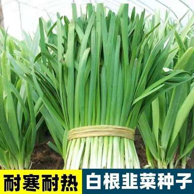 可越冬791雪韭种子白根宽叶韭菜籽秋冬蔬菜种子大全