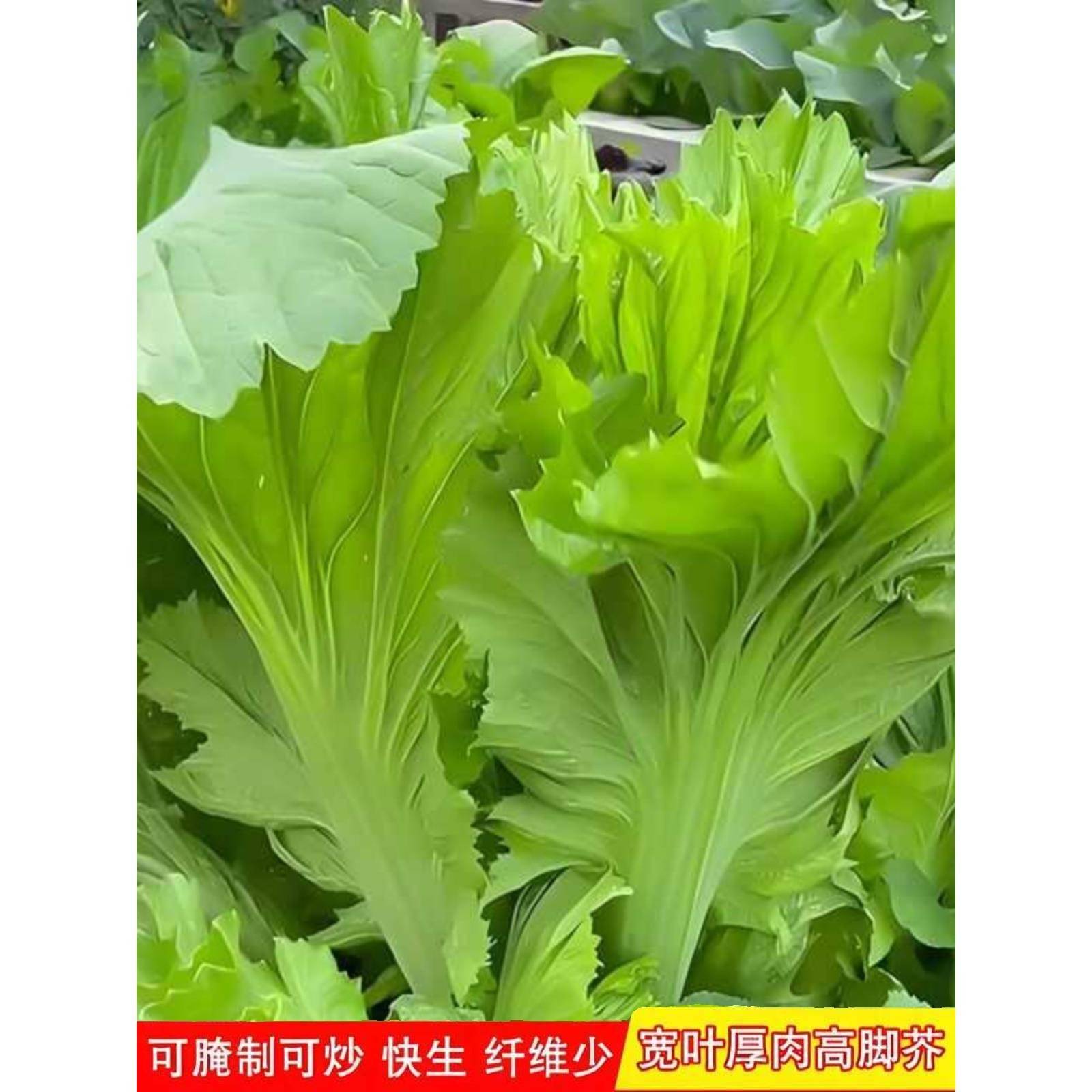 大种扁哈甜芥菜种子四季大肉甜芥菜叶大纤维少脆嫩芥菜蔬菜种子新