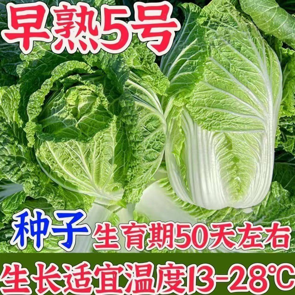 【夏季抗热】早播早吃早熟五号50天大白菜脆甜好吃超甜包心大白菜