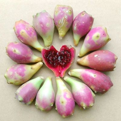 食用仙人掌开花结果美花色稀有美艳观赏仙人掌可食用种苗