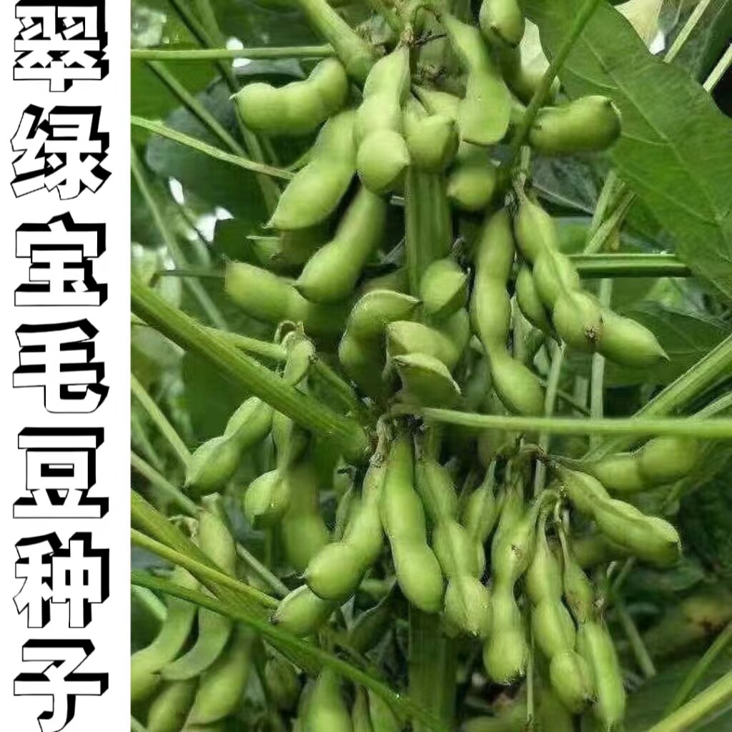 绿宝石毛豆种子中晚熟大粒青毛豆非基因改造种籽大田用种