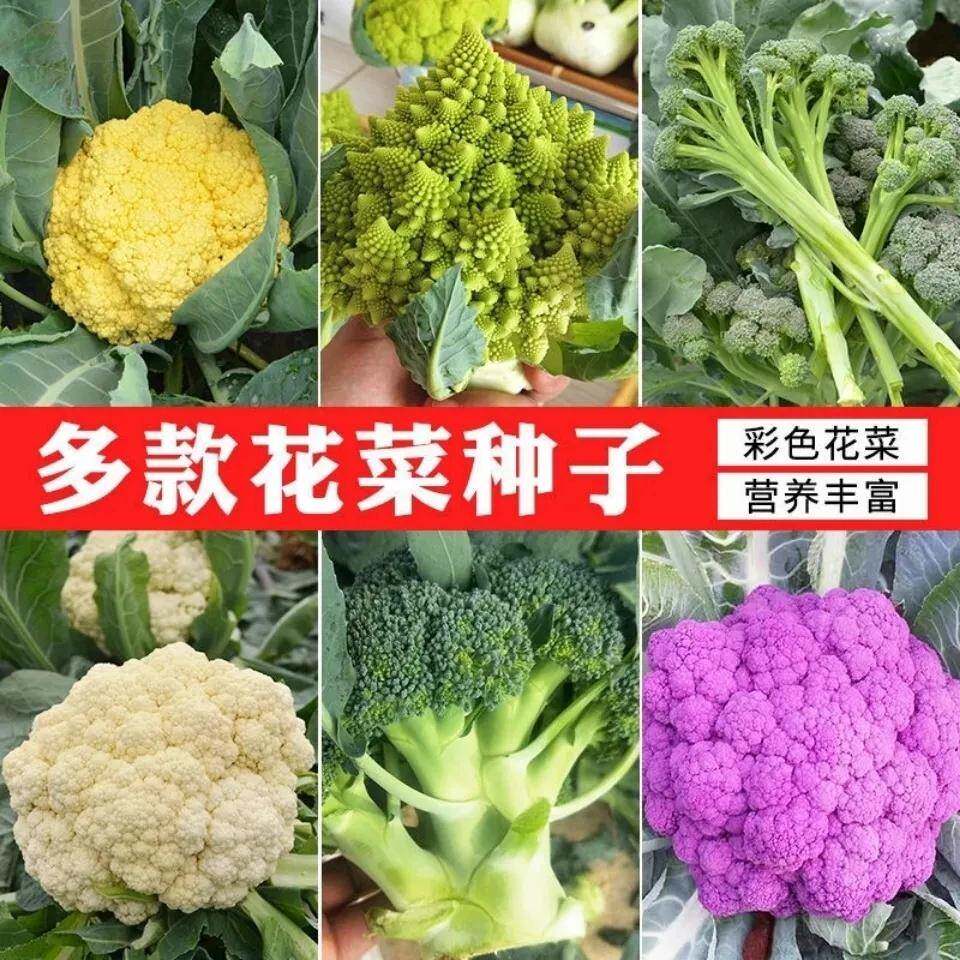 彩色花椰菜种子西蓝花宝塔菜紫花菜稀有移栽阳台庭院四季蔬菜种子