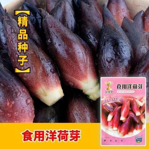 正品食用洋荷芽种子阳菏新鲜洋荷笋洋霍阳合姜洋火蘘荷洋河野菜