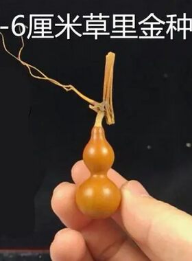 手捻小葫芦种子微型天然小葫芦籽特小美国铁包蔬菜种子种植