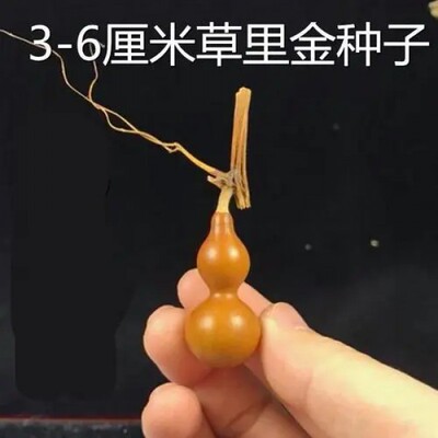 手捻小葫芦种子微型天然小葫芦籽特小美国铁包蔬菜种子种植