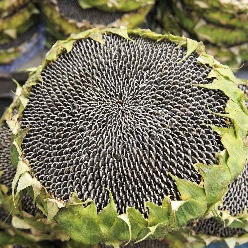 大型食用向日葵种子 高产瓜子大颗粒 矮生葵花油葵盆栽花籽大瓜子
