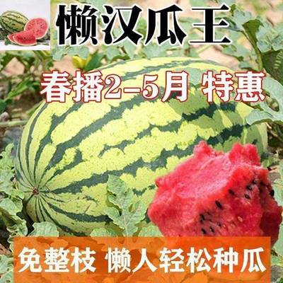 懒汉西瓜种子早熟巨型西瓜种子特甜高产特大少籽春季西瓜水果种籽