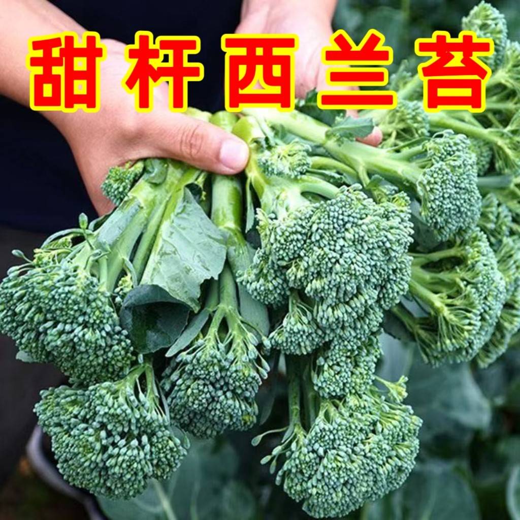西兰苔种子西兰苔秧苗西洋芥兰种籽西蓝花芥蓝菜苔菜心四季蔬菜种