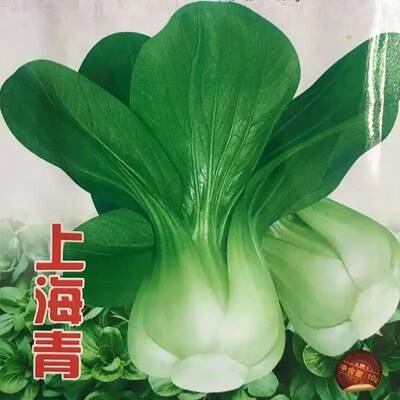 四季上海青种子 四季春季秋季油菜白菜种子蔬菜种子【原厂包装】