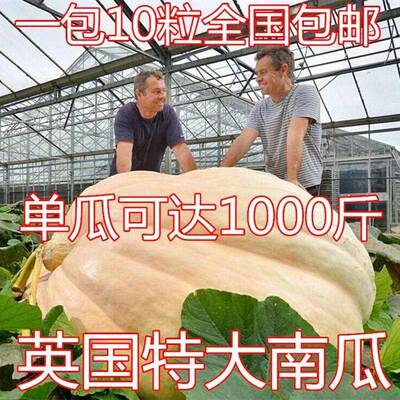 特大南瓜种子英国巨型大南瓜种籽南瓜高产太空南瓜种大天蔬菜种子