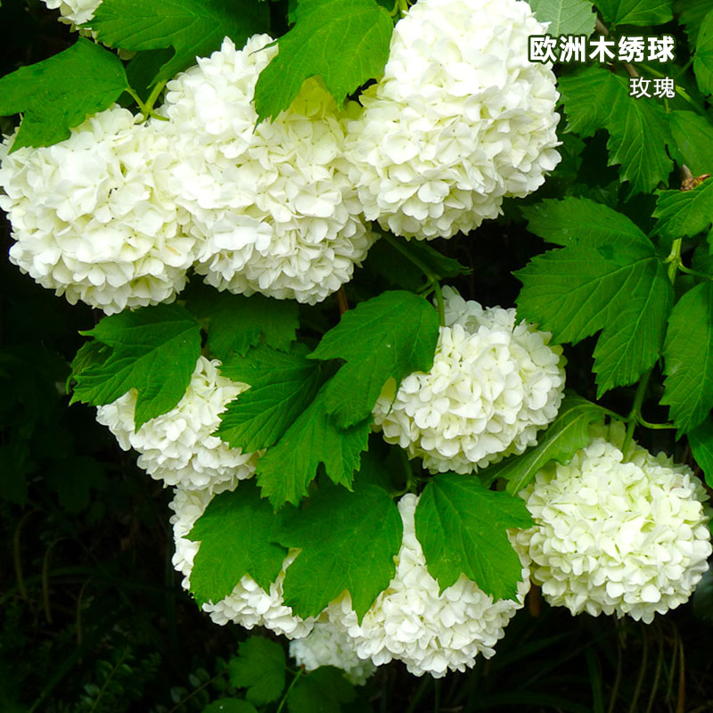 欧洲木绣球玫瑰庭院养花匠