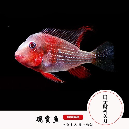 血衣关刀鱼销量排行榜 血衣关刀鱼品牌热度排名 小麦优选