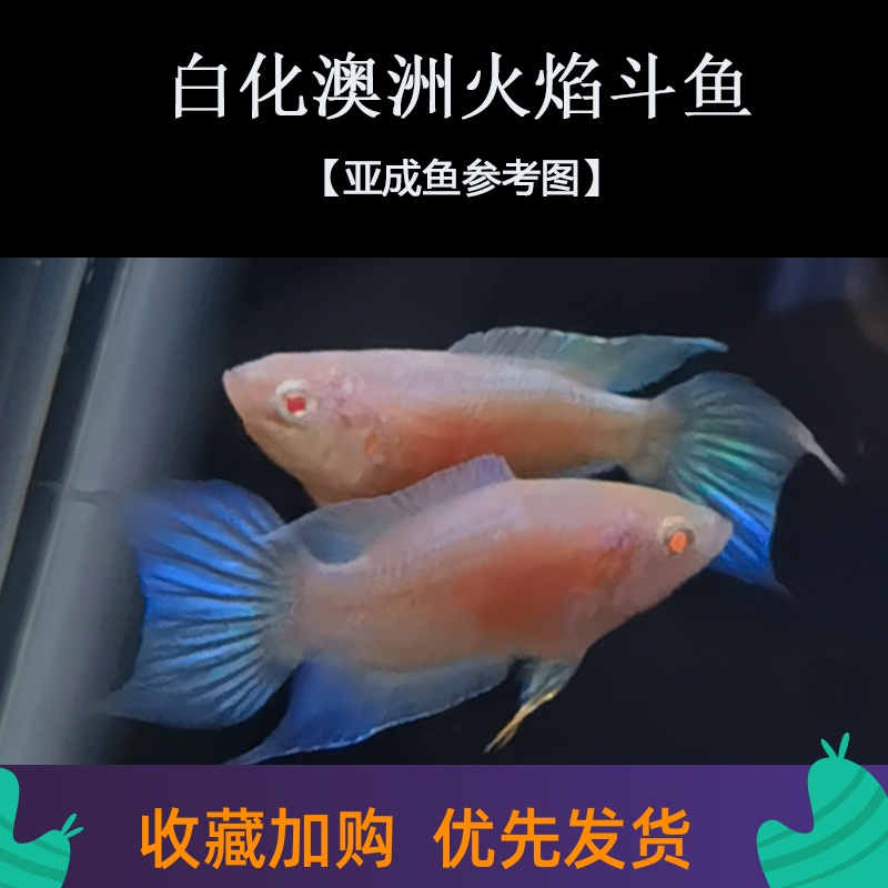 【逞虎】中国斗鱼白化澳火苗2021新品种澳洲火焰白化