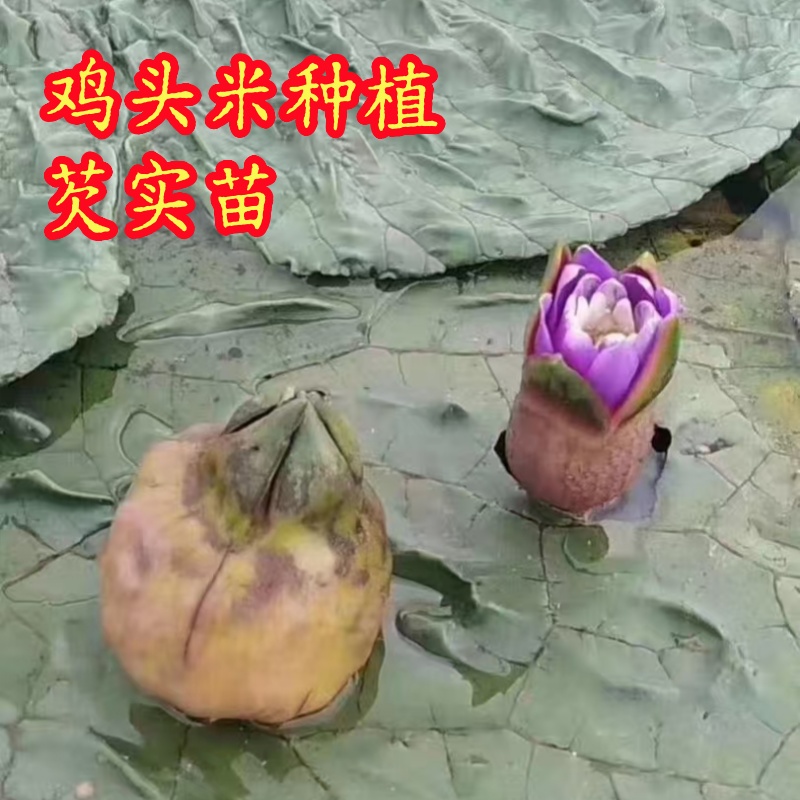 鸡头米种植芡实苗水生绿化植物 鸡头米苗 芡实种植鸡头杆果种苗