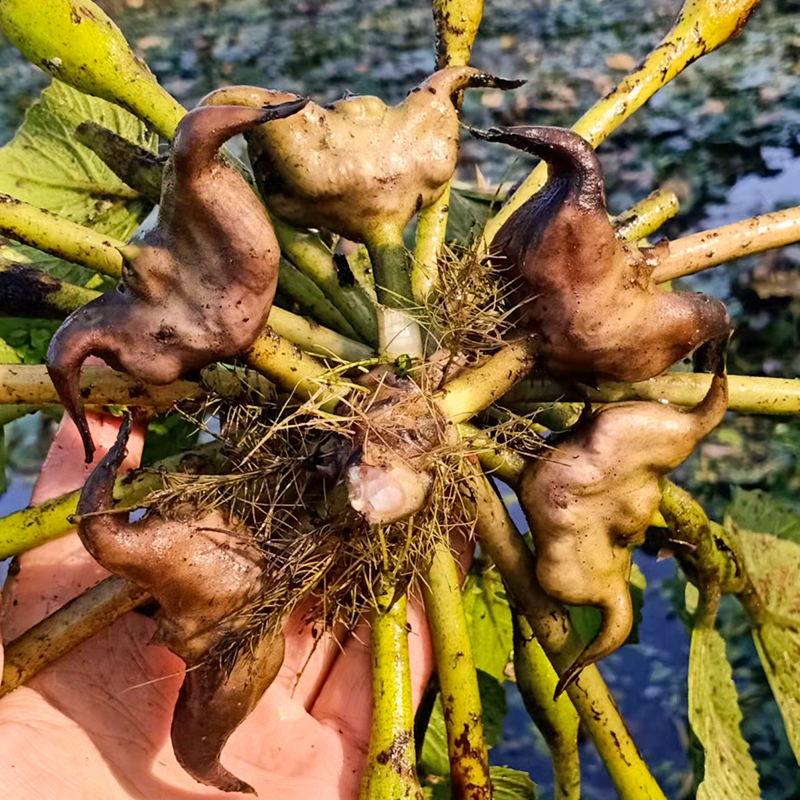 老菱角种子苗水生植物池塘绿化蔬菜菱角苗青菱角种子红菱角种子苗