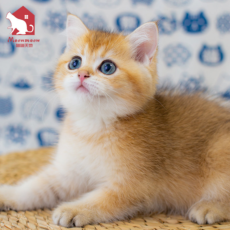 英短金渐层幼猫纯种英国短毛猫猫咪活体宠物猫ny12色金渐层幼崽