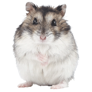 宠尚天仓鼠活物小金丝熊已打疫苗一对情侣活体仓鼠笼子可选公母