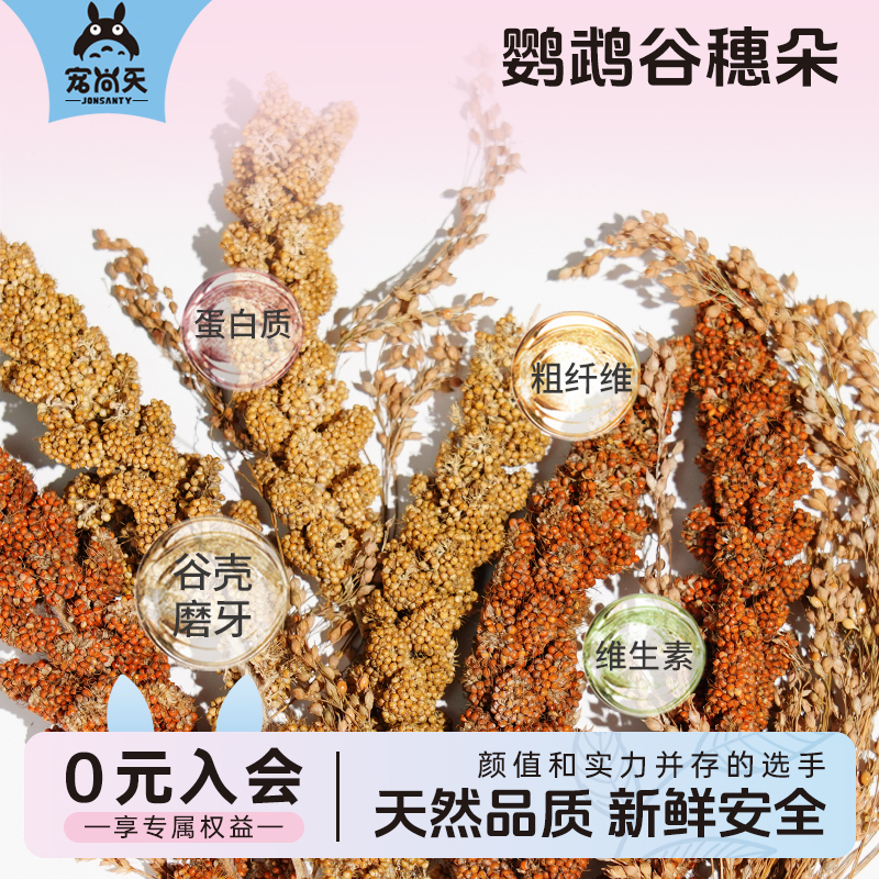 鹦鹉谷穗零食训练互动