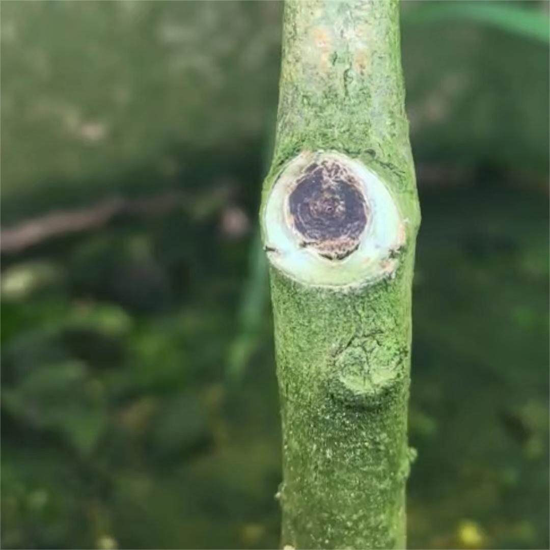 奇楠沉香树苗原生小母树带油口原土带叶发货