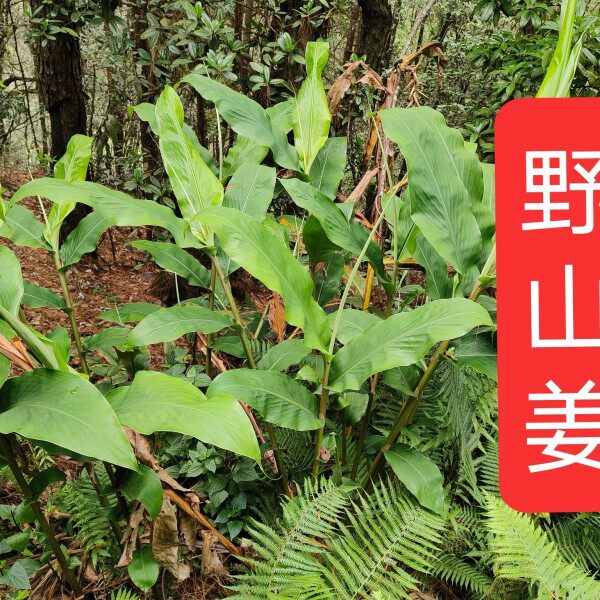 云南深山古夜郎大地野生中药材野山姜下单现采现发全年有货包邮