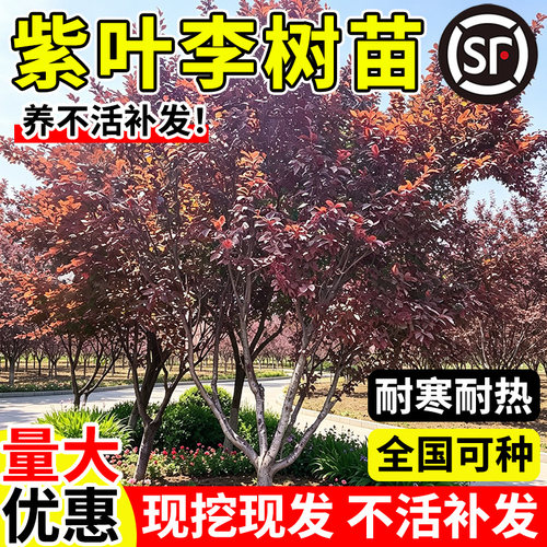 紫叶李树苗速生红叶李苗庭院行道绿化红叶李小苗耐寒大型风景花树