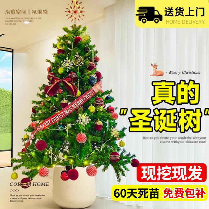 小二推荐（鲜活圣诞树基地发货）