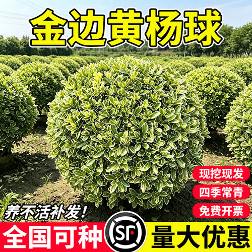 金边黄杨球瓜子黄杨球庭院户外球形盆景小叶黄杨苗红叶石楠绿化苗