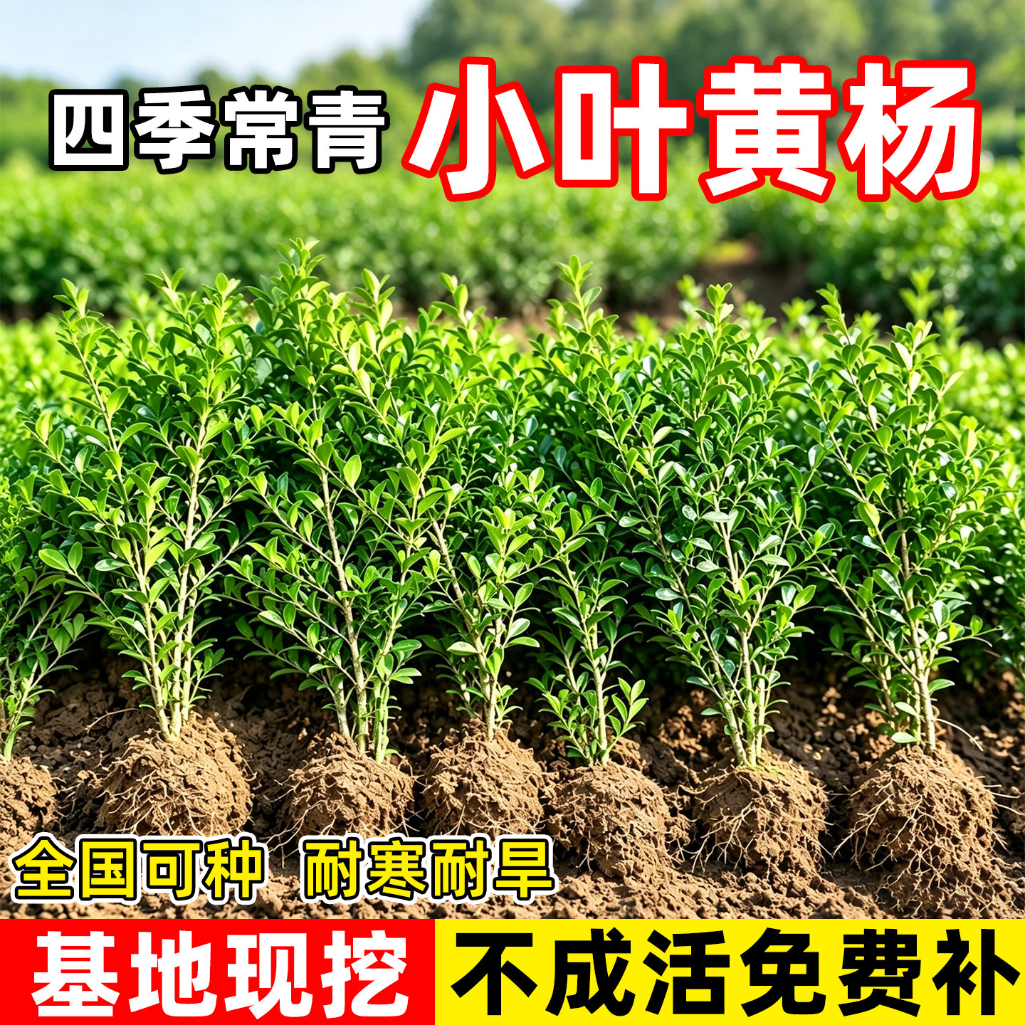 小二推荐（黄杨基地现挖现发）
