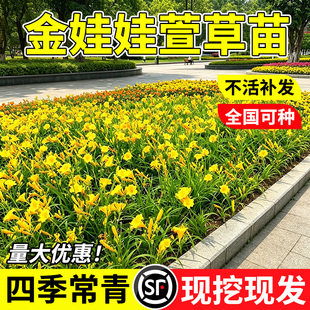 金娃娃萱草花苗四季好养大花萱草忘忧草耐寒绿化花卉盆栽地栽植物