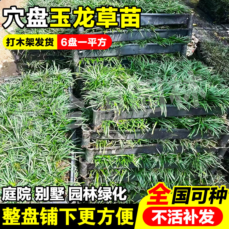 （小二推荐）矮麦冬盘苗基地直销图片