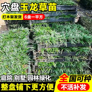 穴盘玉龙草苗栽好盆装矮麦冬草苗玉龙草草坪工程矮麦冬草庭院别墅