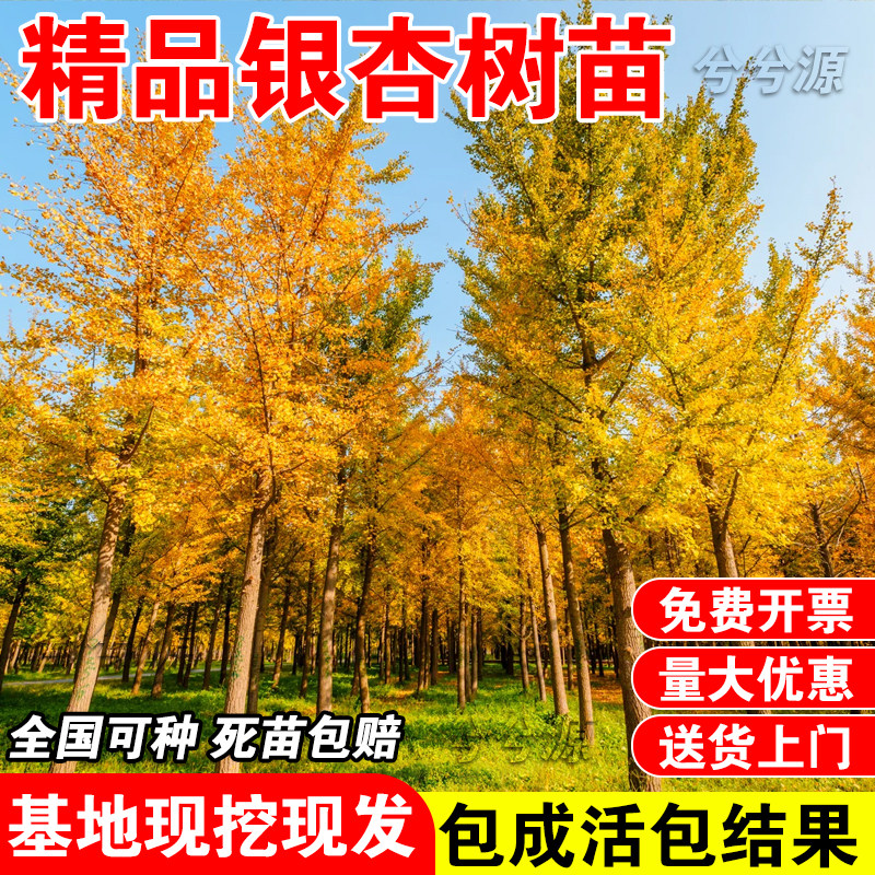 银杏树活苗金叶白果别墅庭院绿化风景拆迁大树苗行道树南北方种植