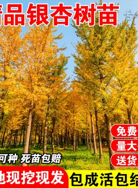 银杏树活苗金叶白果别墅庭院绿化风景拆迁大树苗行道树南北方种植