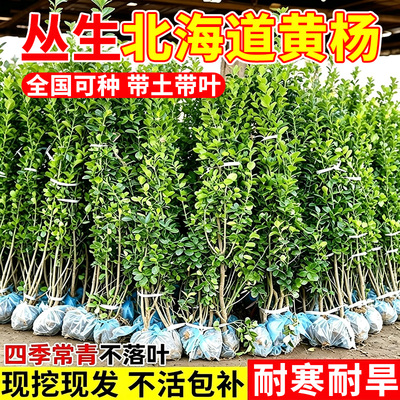 丛生北海道黄杨树苗庭院别墅地栽冬青树苗四季常青绿化植物篱笆墙
