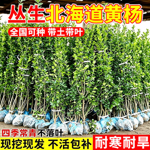 丛生北海道黄杨树苗庭院别墅地栽冬青树苗四季常青绿化植物篱笆墙