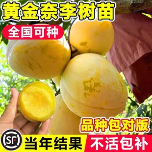 黄金奈李子树苗果树果苗盆栽地栽三华蜂糖新品种特大号南北方种植
