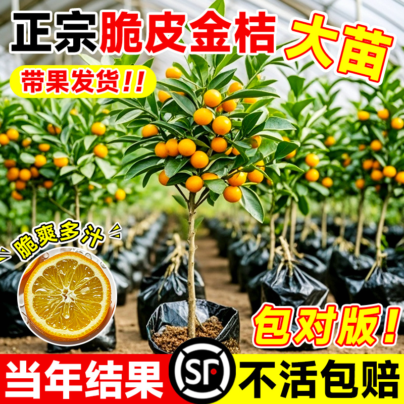 带果金桔盆栽树苗四季果树食用小金桔子苗脆皮金橘招财果室内植物