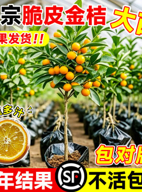 带果金桔盆栽树苗四季果树食用小金桔子苗脆皮金橘招财果室内植物