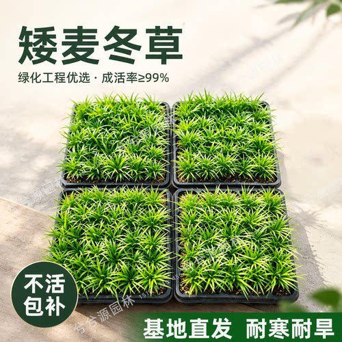 （小二推荐）矮麦冬盘苗基地直销