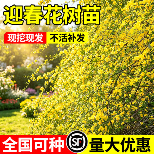 迎春花树苗庭院探春花盆栽高产连翘花苗爬藤垂吊类花卉园林绿化苗