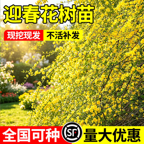 小二推荐（迎春花树苗基地直销）
